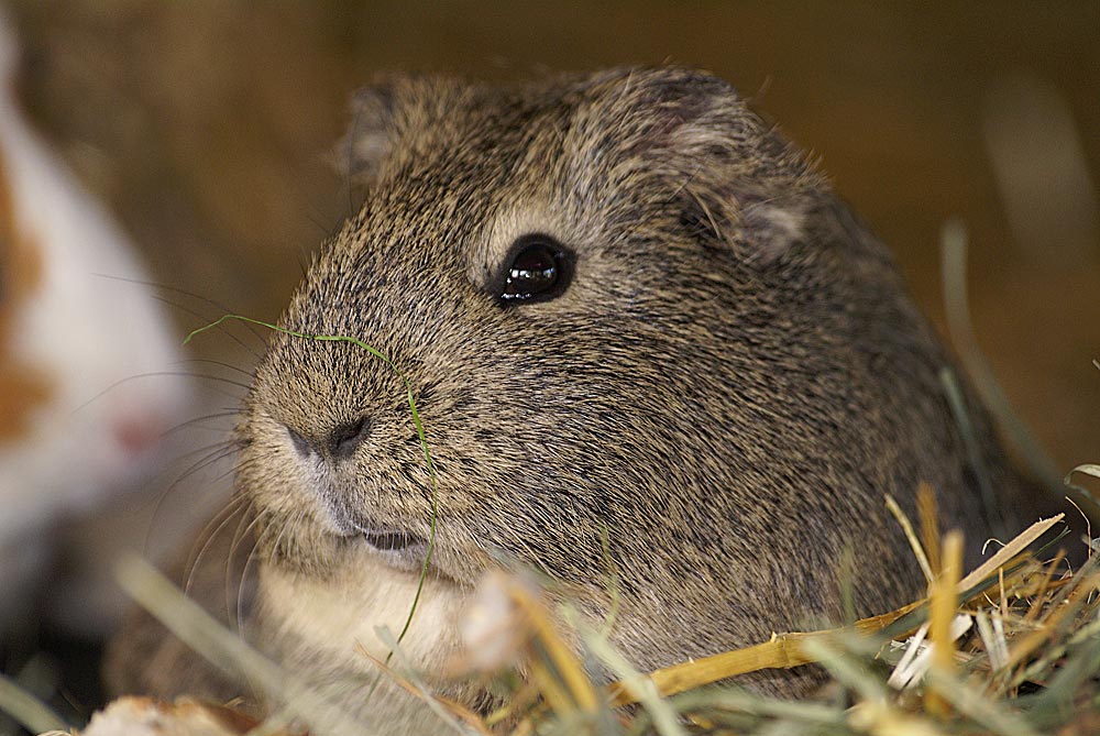 Meerschwein