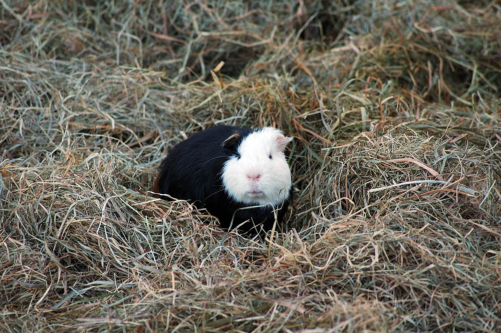 Meerschwein