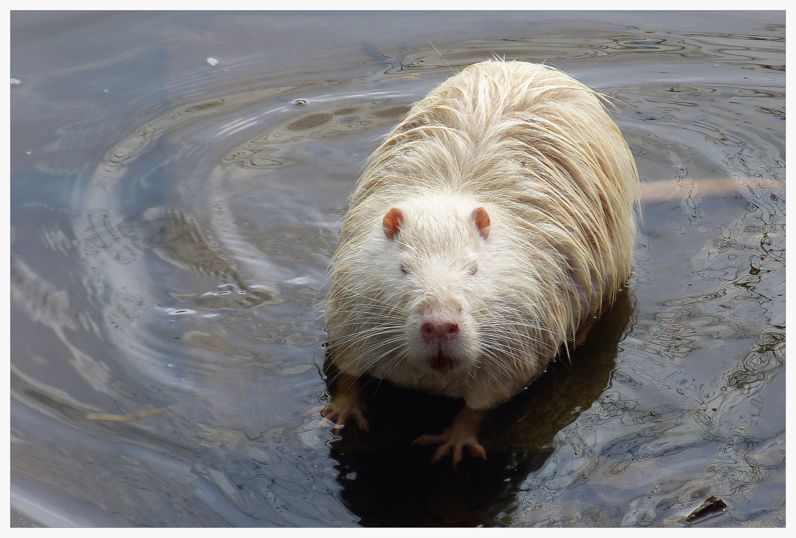 Meerschwein