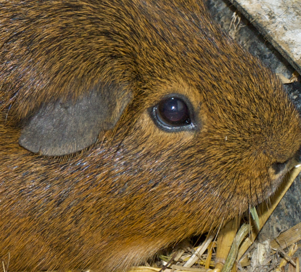 Meerschwein