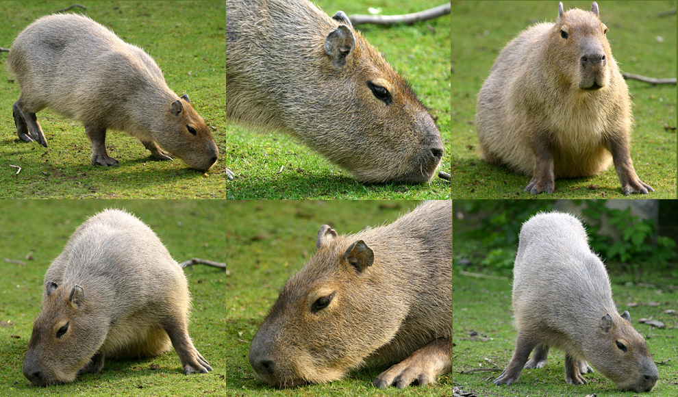 Meerschwein in XXL