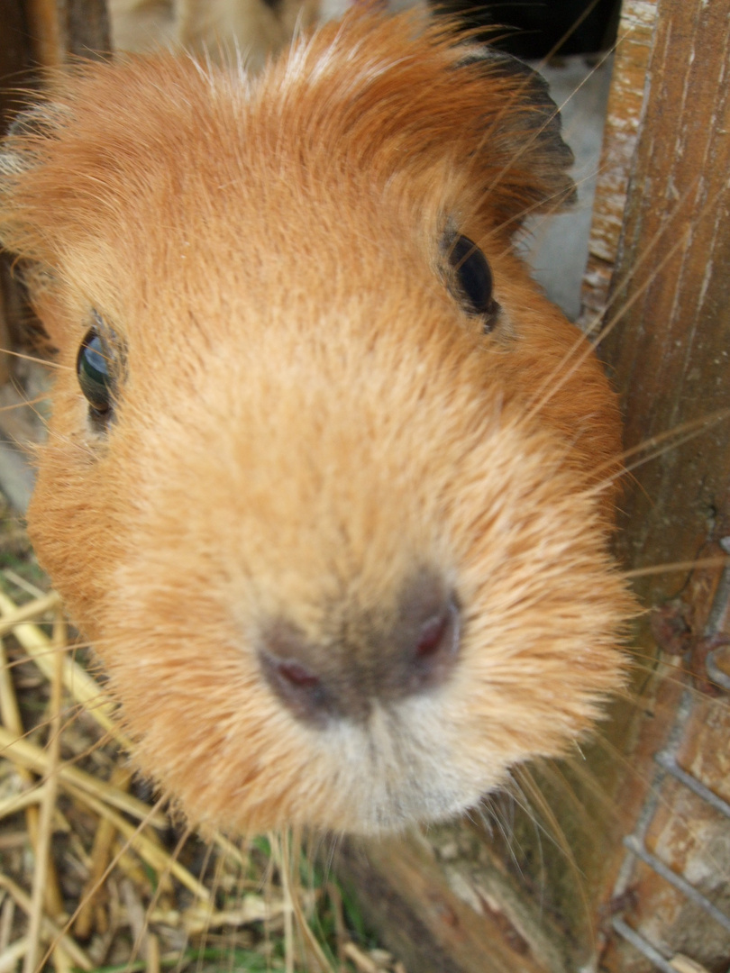 Meerschwein mal ganz nah