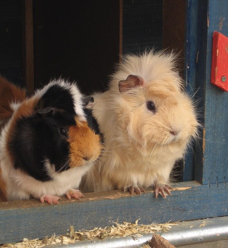 meerschwein und kleiner bruder