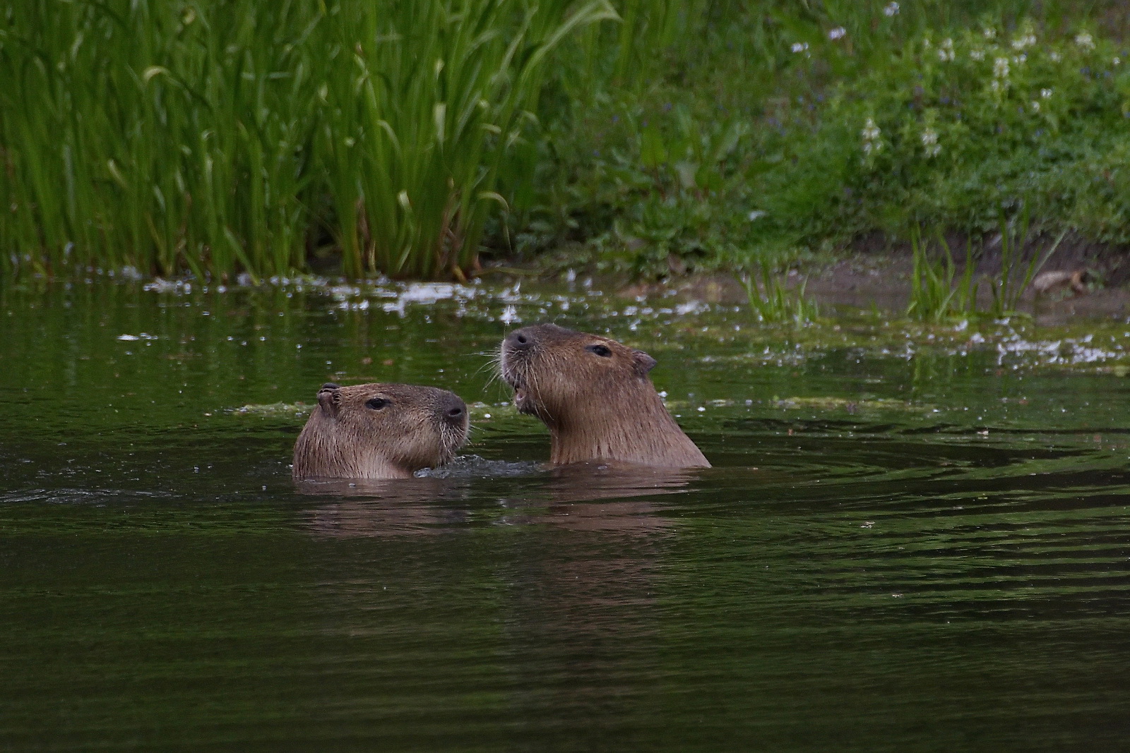 Meerschweinchen......