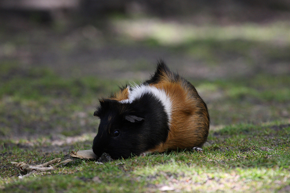 Meerschweinchen