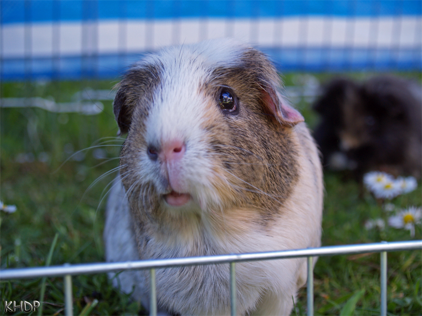 Meerschweinchen