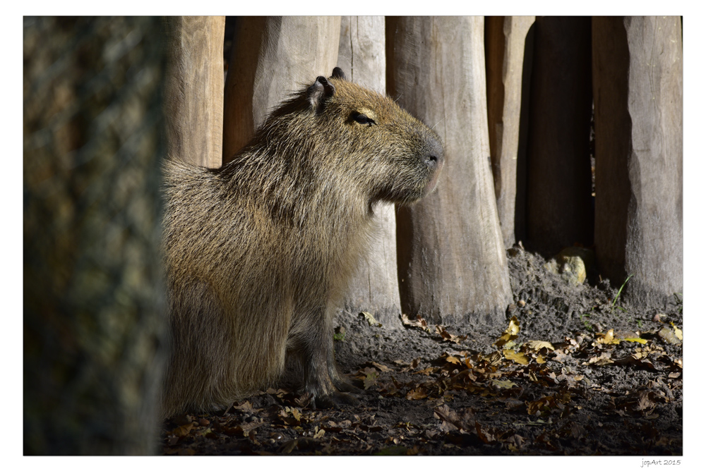 Meerschweinchen 10XL...