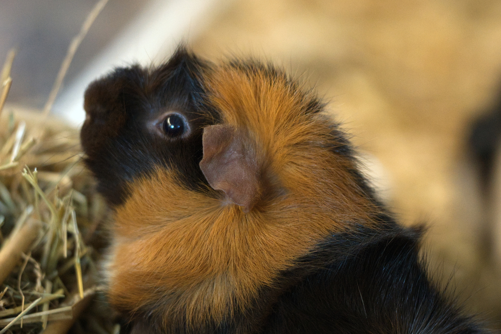 Meerschweinchen