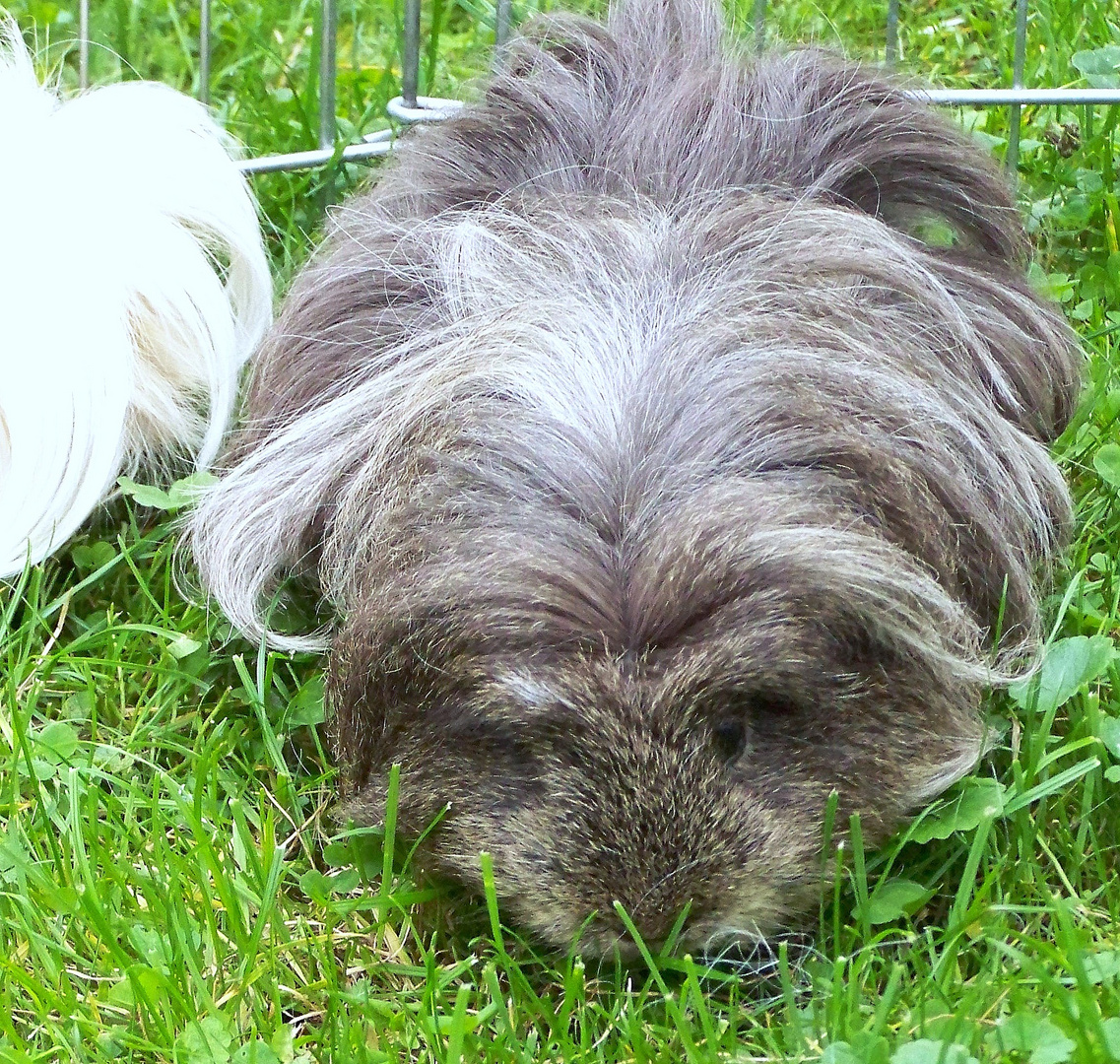 Meerschweinchen