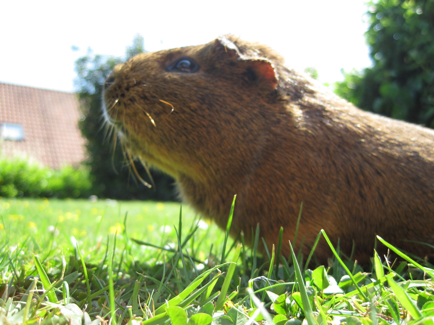 Meerschweinchen