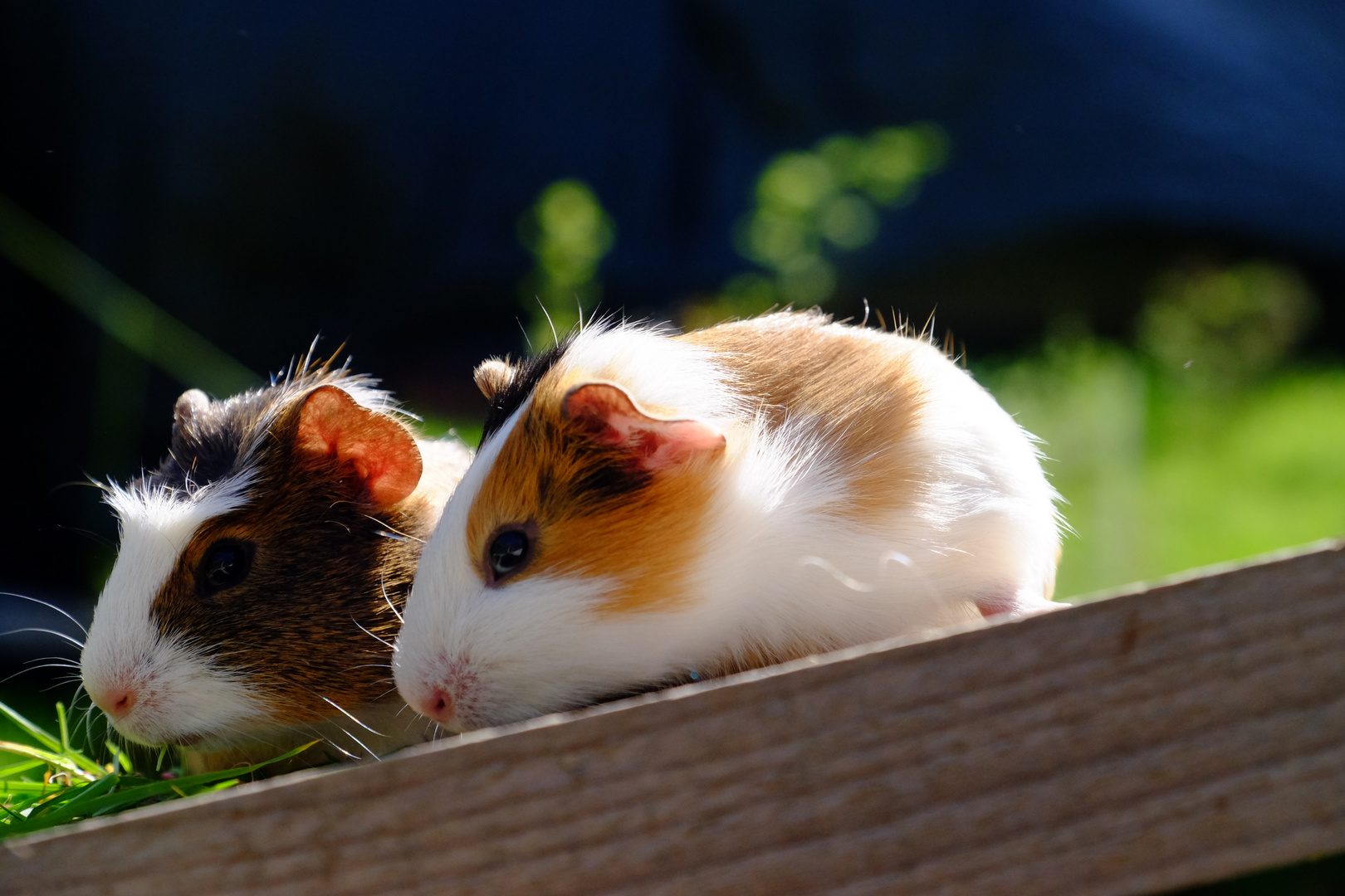 Meerschweinchen