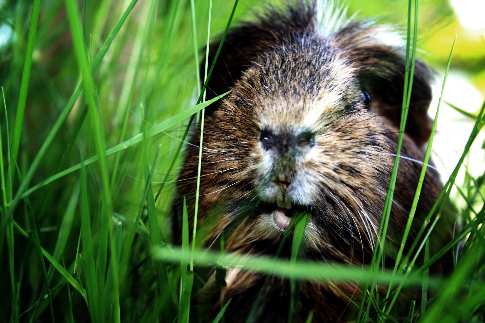 meerschweinchen