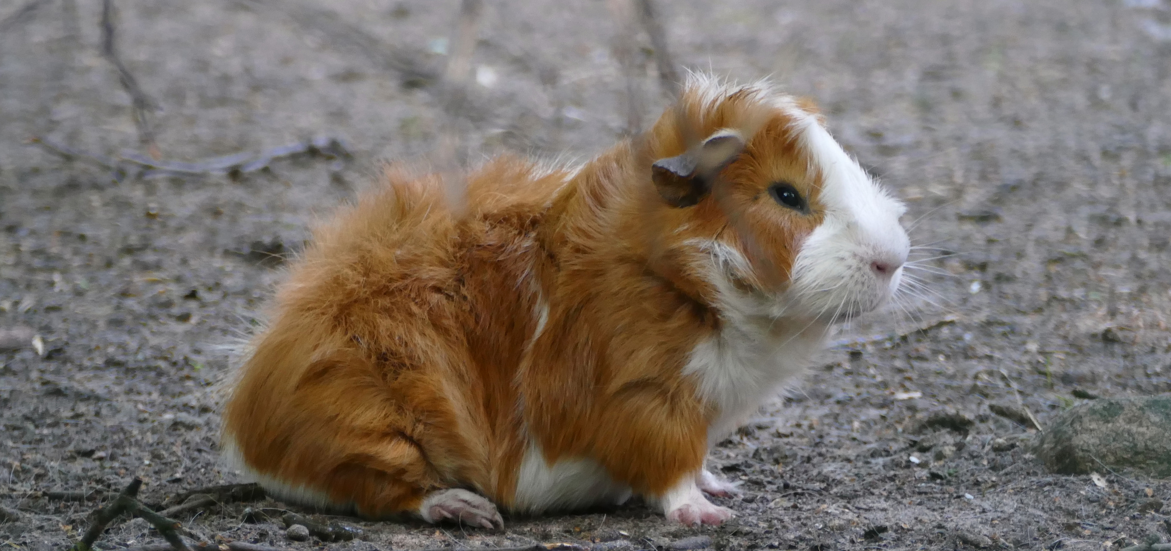 Meerschweinchen Foto & Bild natur, tiere, wildlife Bilder auf