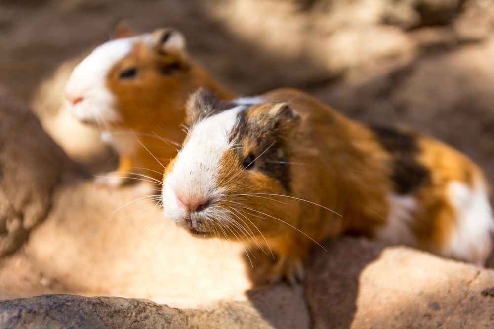 Meerschweinchen