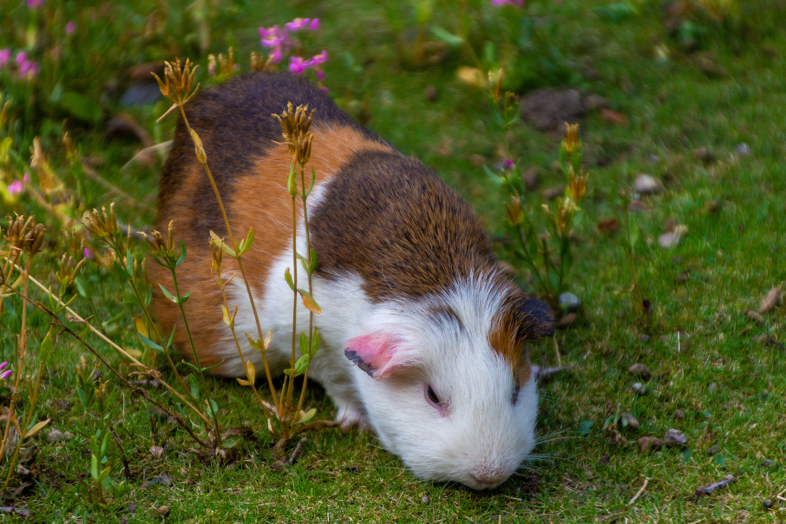 Meerschweinchen