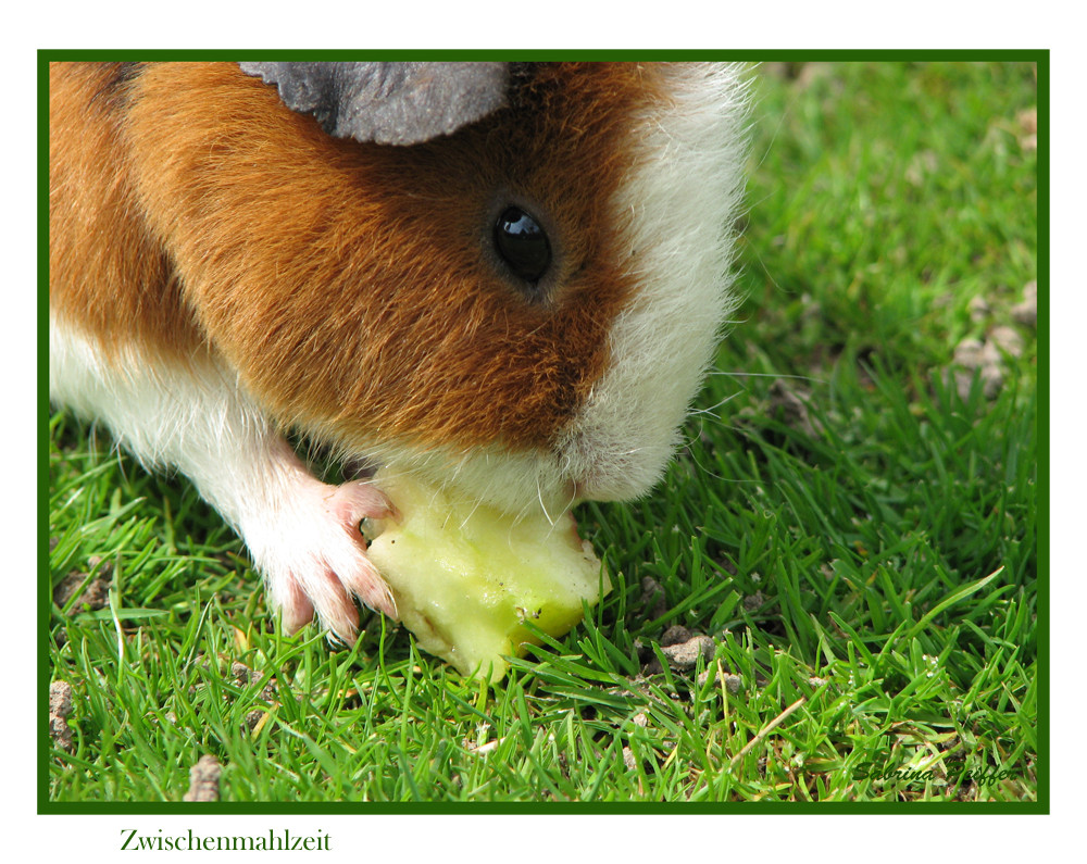 Meerschweinchen