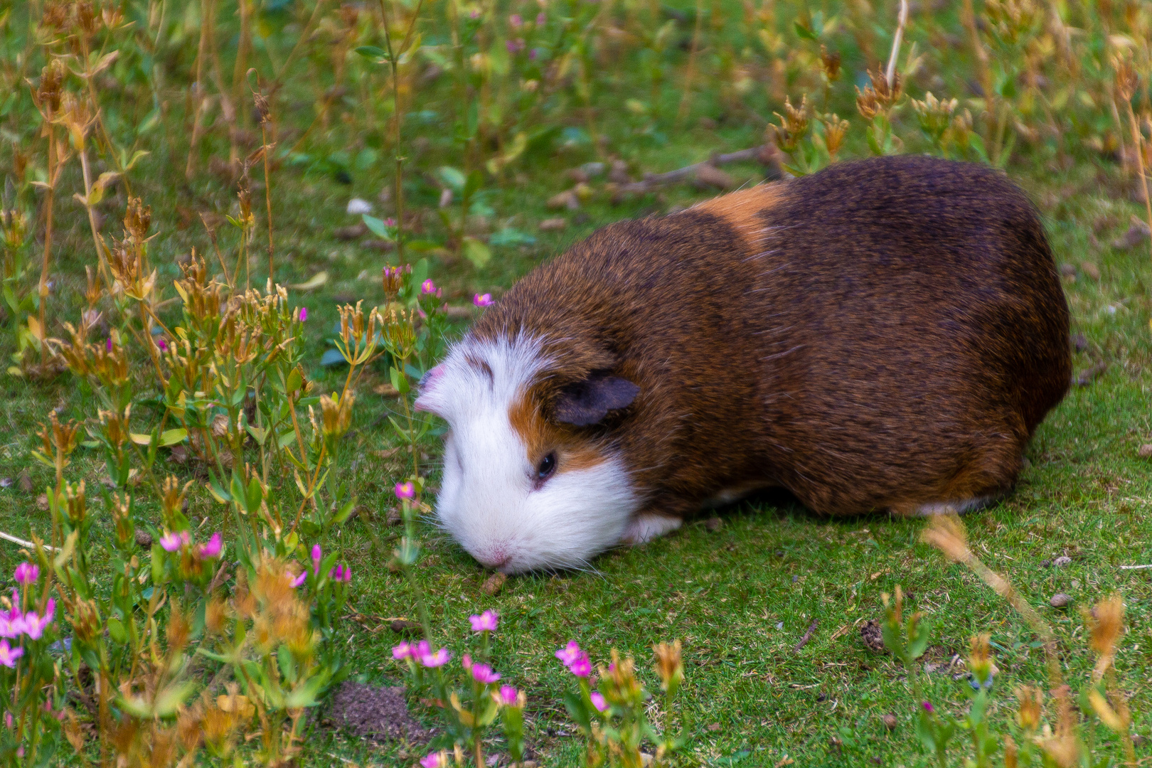 Meerschweinchen