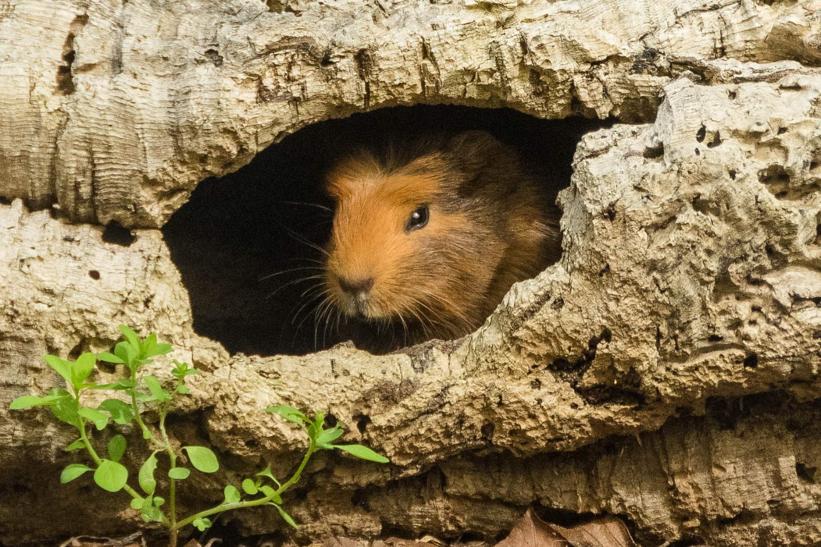 Meerschweinchen 