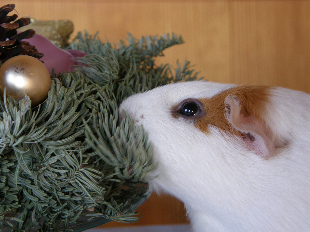 Meerschweinchen am 1. Advent