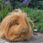 Meerschweinchen auf der Mauer =)