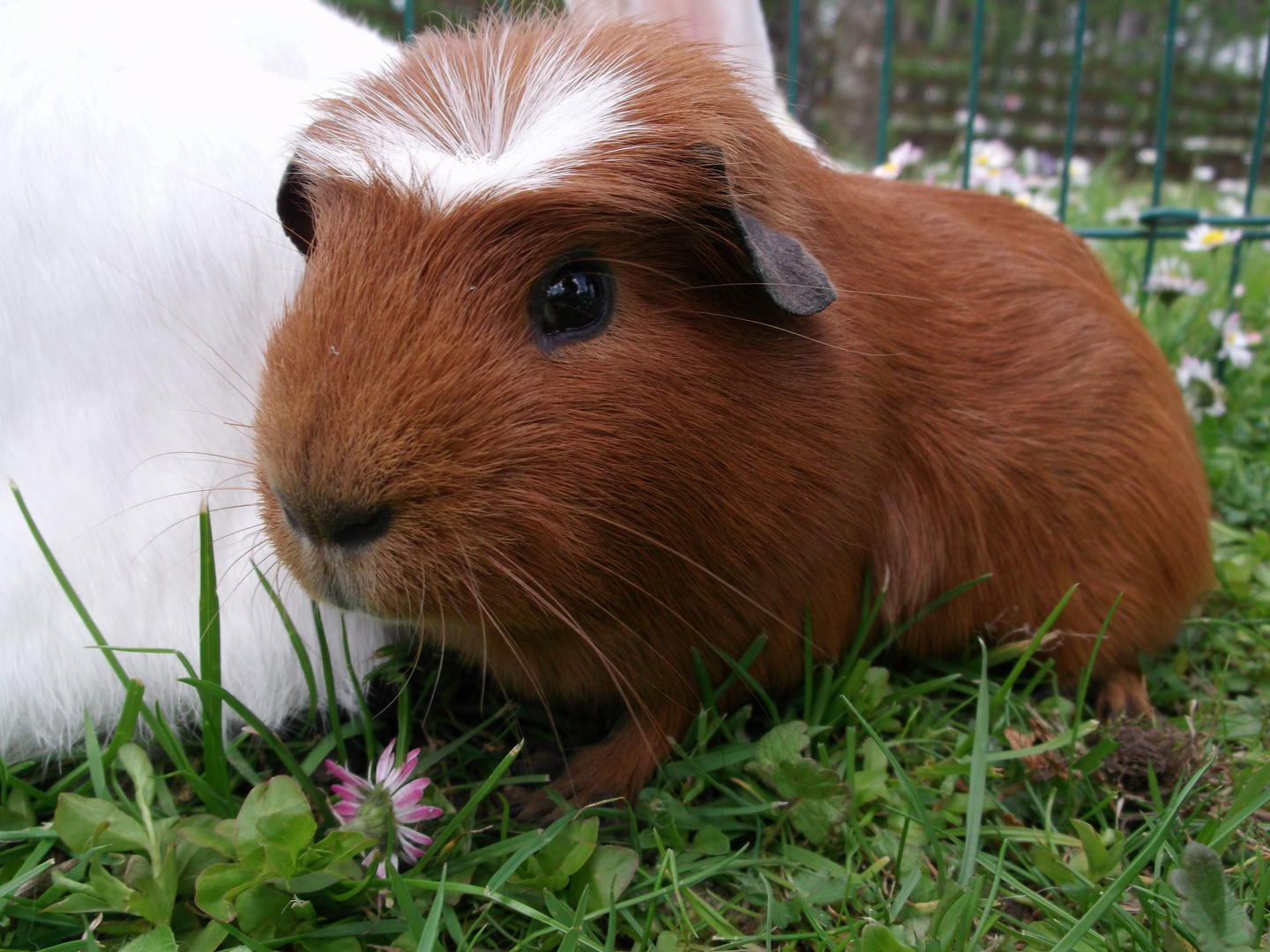 Meerschweinchen