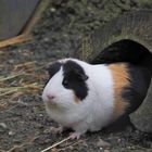 Meerschwein(chen)