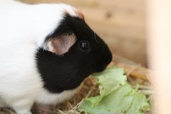 Meerschweinchen beim Essen