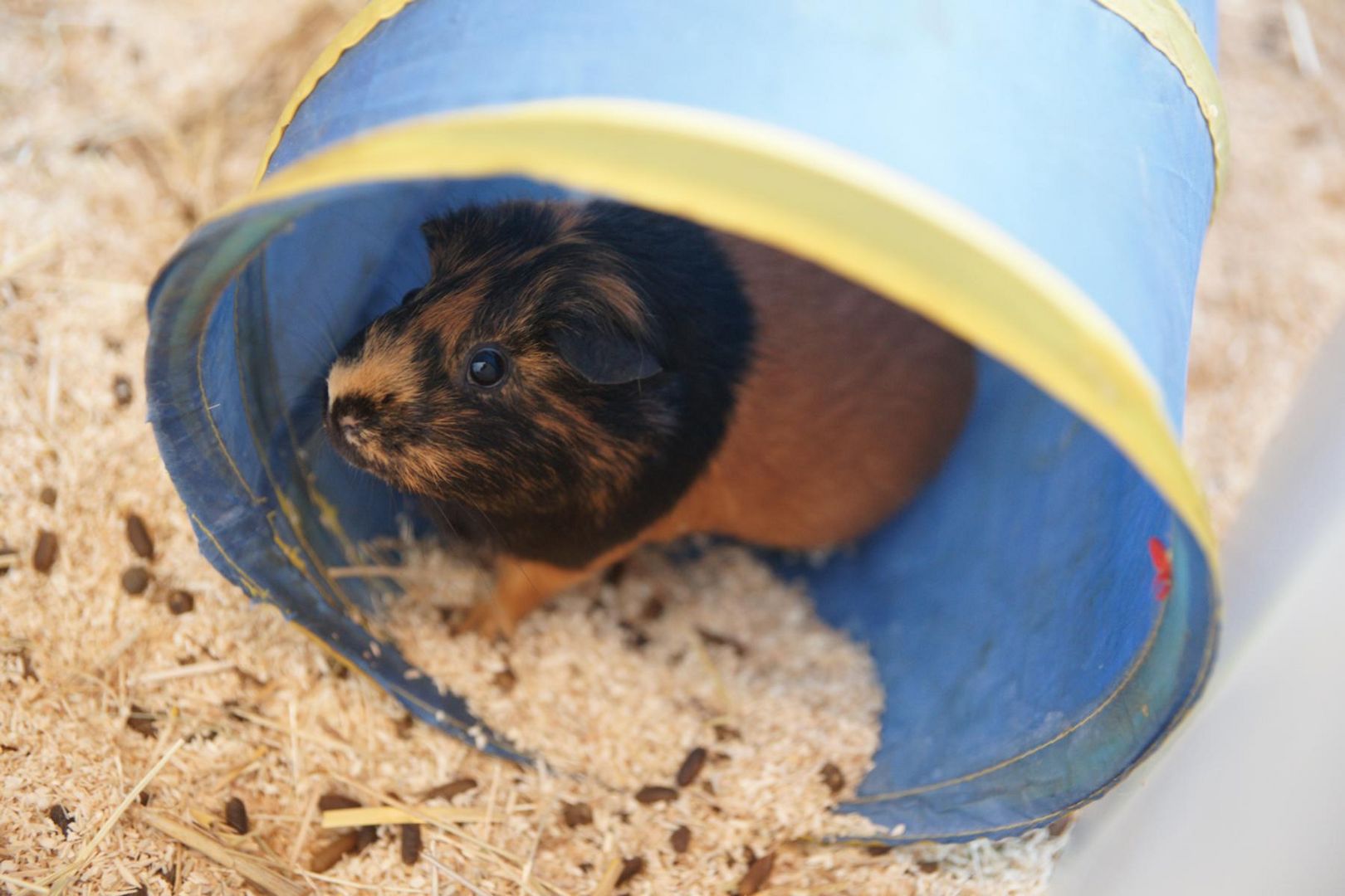 Meerschweinchen braun-schwarz