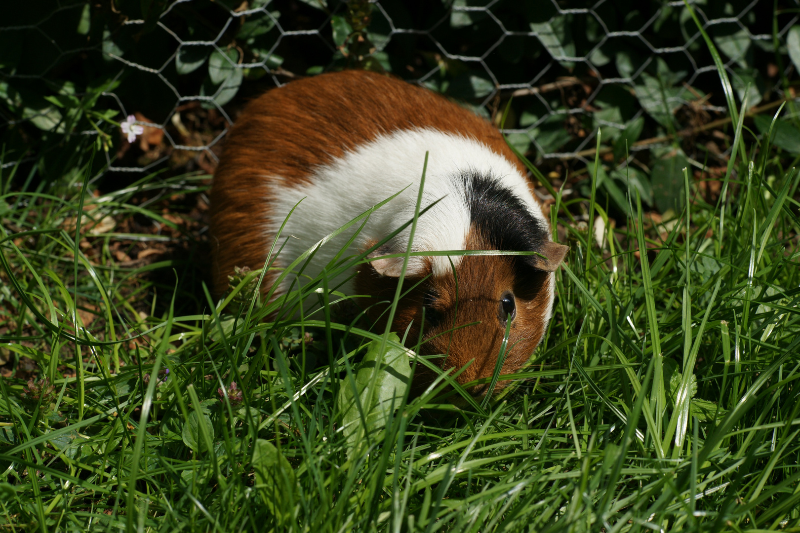 Meerschweinchen braun-weiss