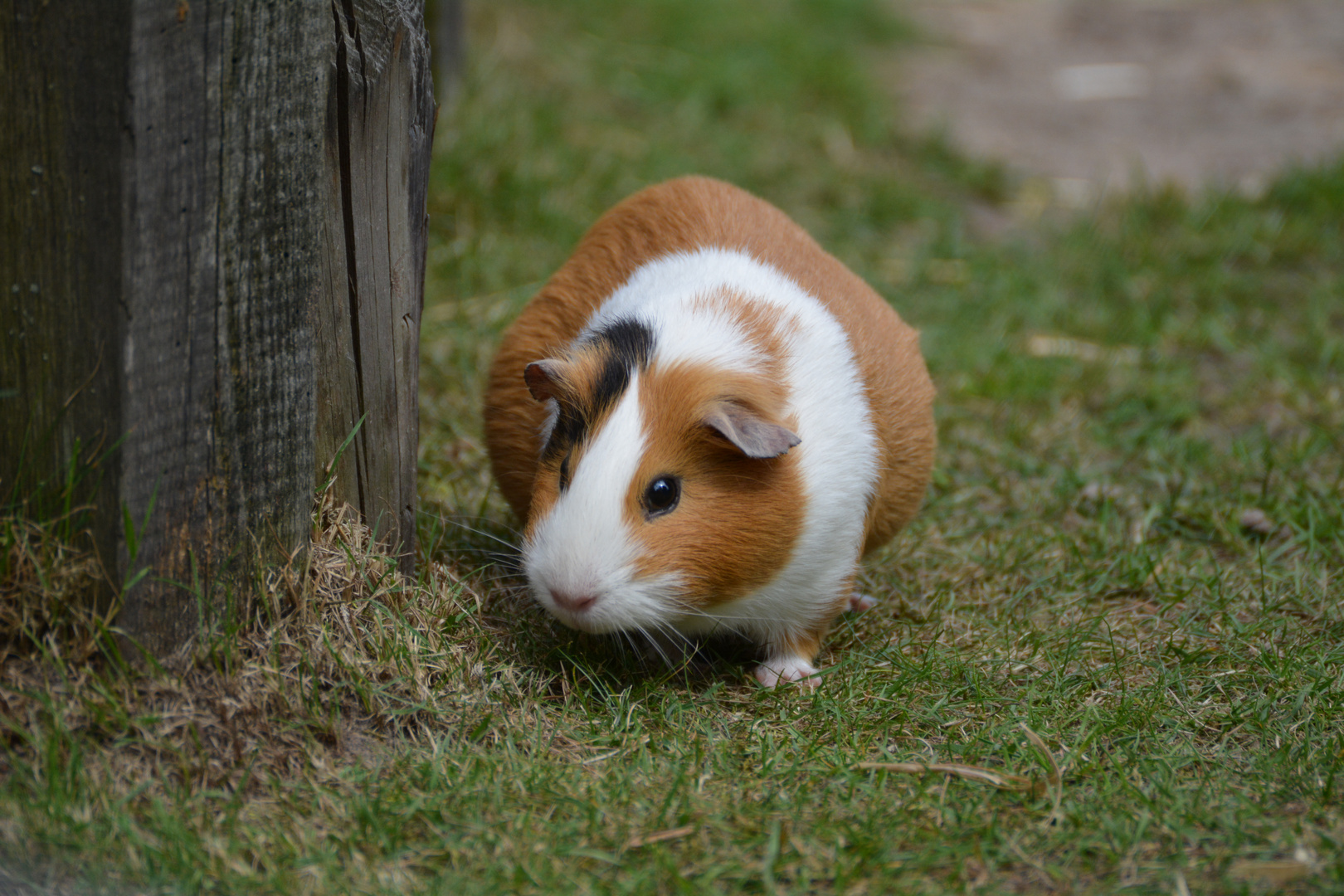 Meerschweinchen