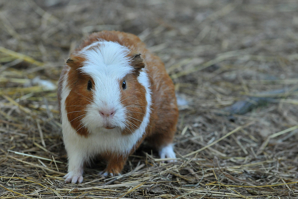 Meerschweinchen – Flitzen 02