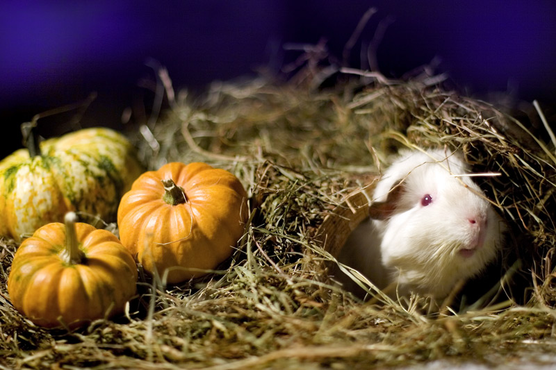 Meerschweinchen-Herbst