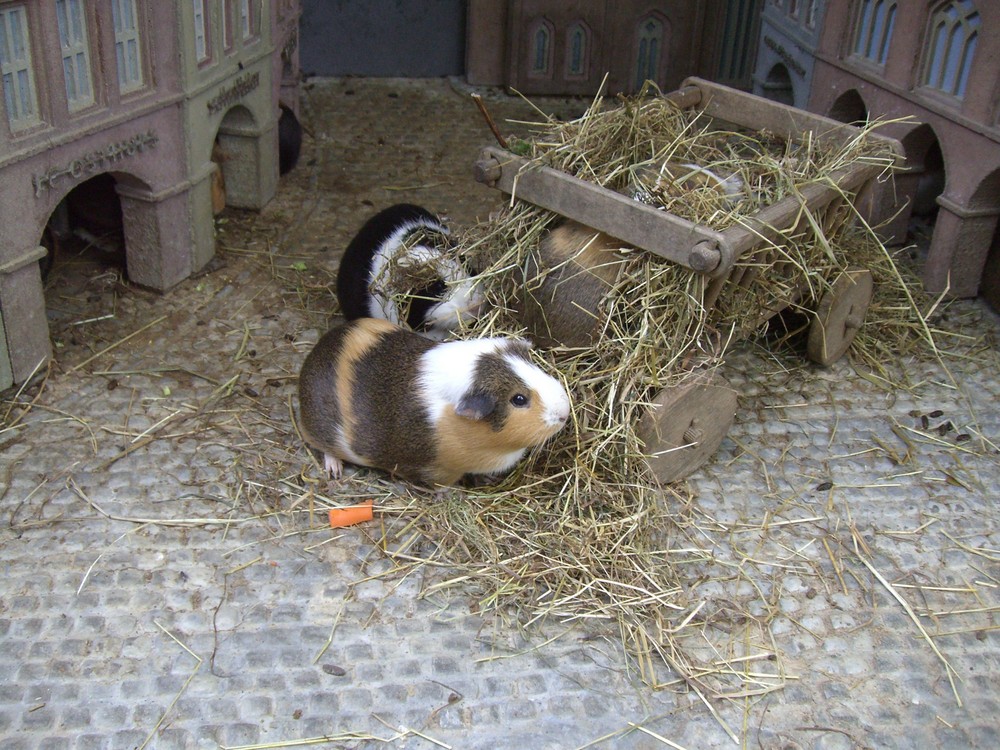 Meerschweinchen im Allwetterzoo Münster