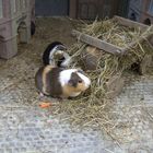 Meerschweinchen im Allwetterzoo Münster