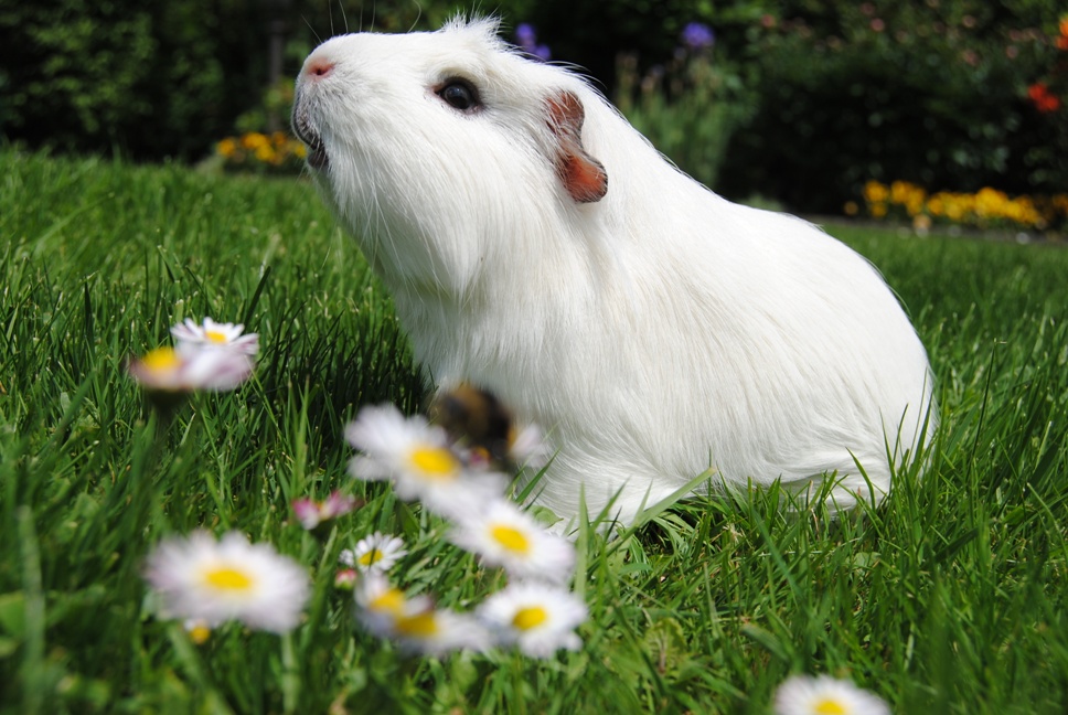 Meerschweinchen im Glück