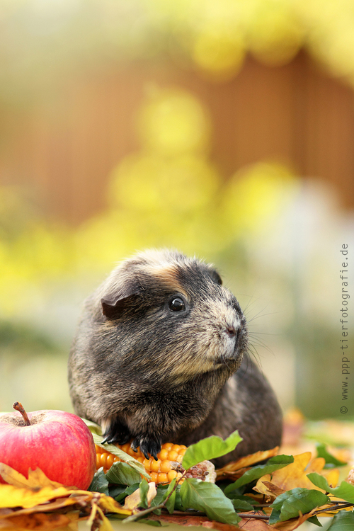 Meerschweinchen im Herbst