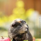 Meerschweinchen im Herbst