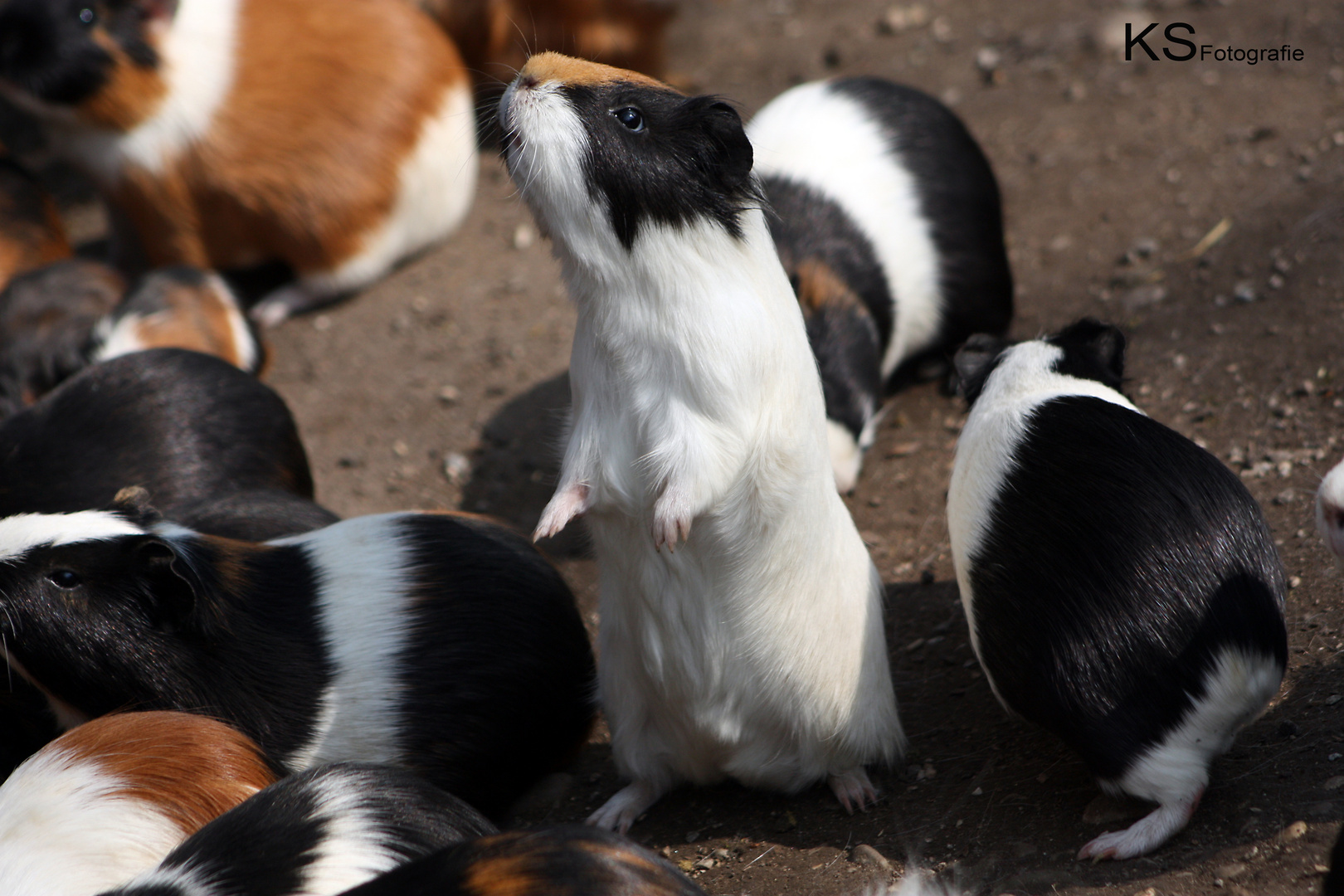 Meerschweinchen im Tierpark Hellabrunn