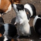 Meerschweinchen im Tierpark Hellabrunn