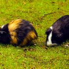 Meerschweinchen in Eberswalder Zoo