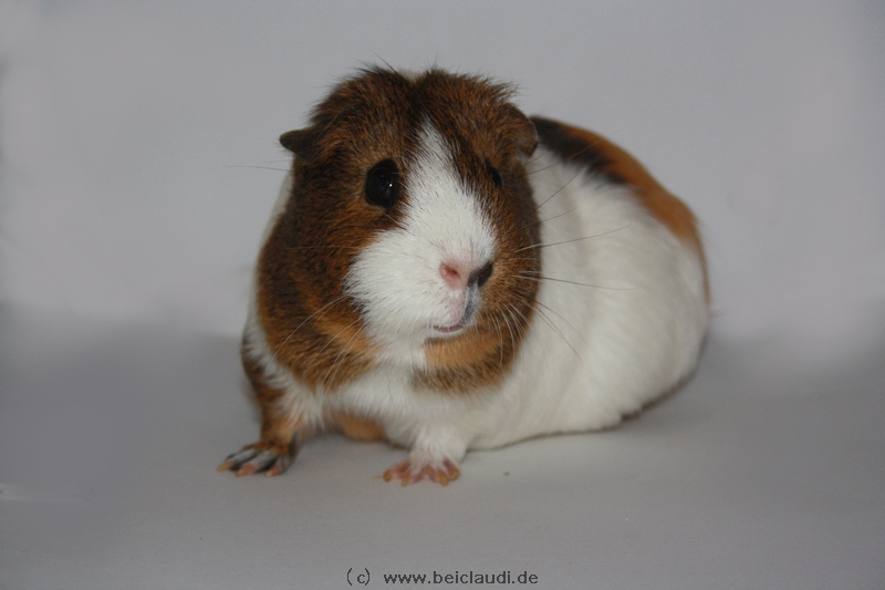 Meerschweinchen Josefine