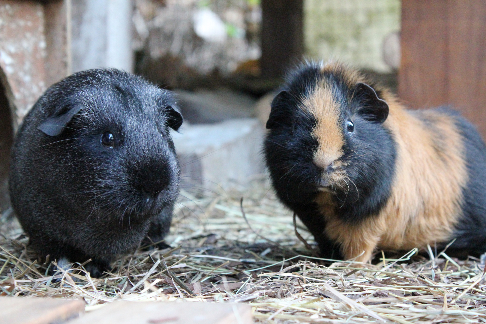 Meerschweinchen- Lapislazuli und Indira warten auf etwas.... Unglaubliches