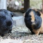 Meerschweinchen- Lapislazuli und Indira warten auf etwas.... Unglaubliches