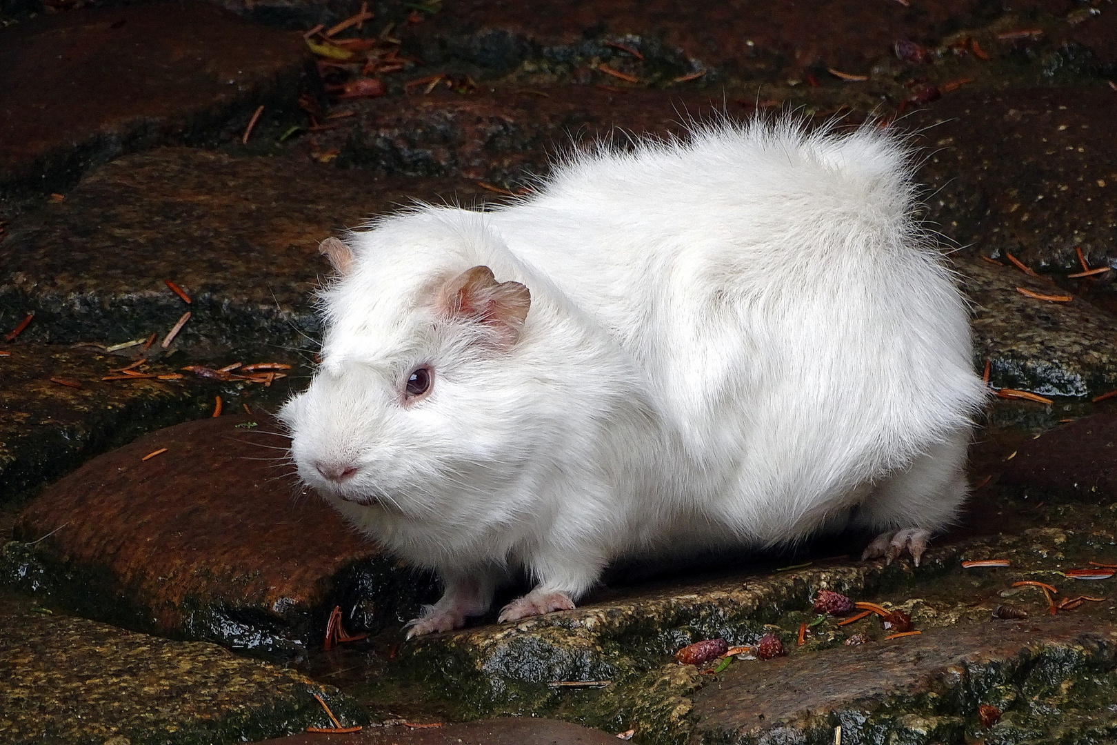 Meerschweinchen mit blonden Locken :-)