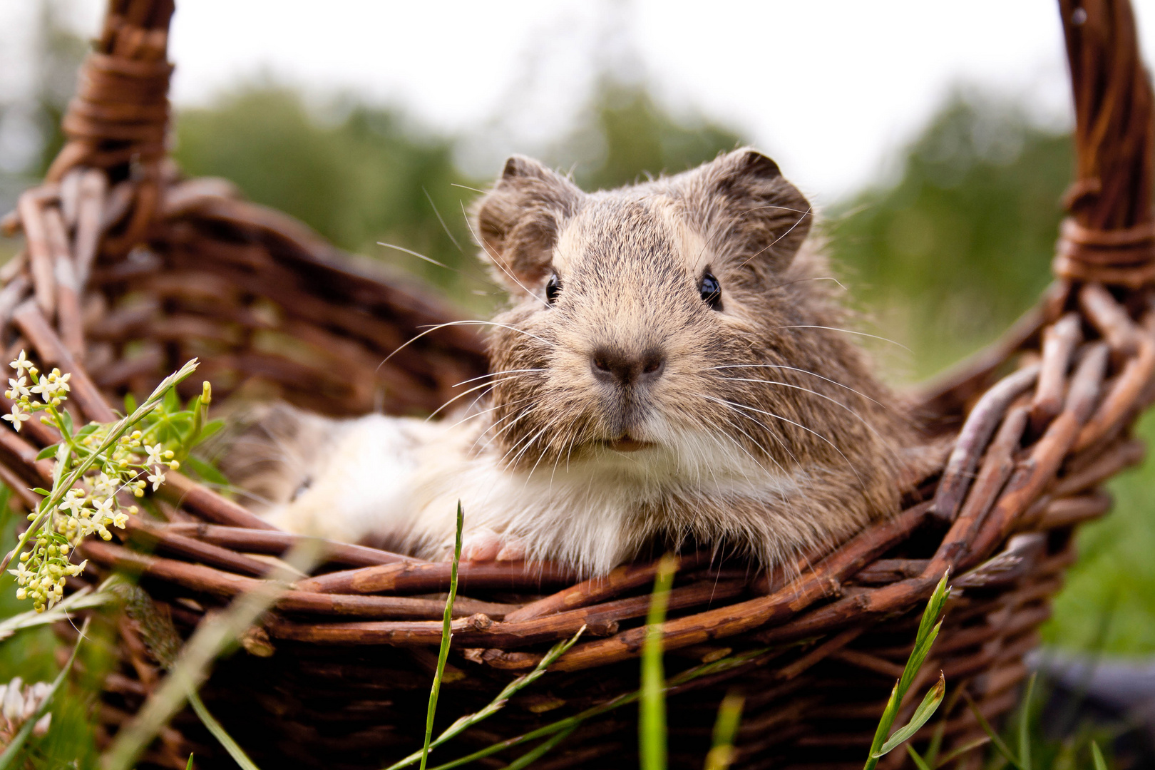 Meerschweinchen Picknick