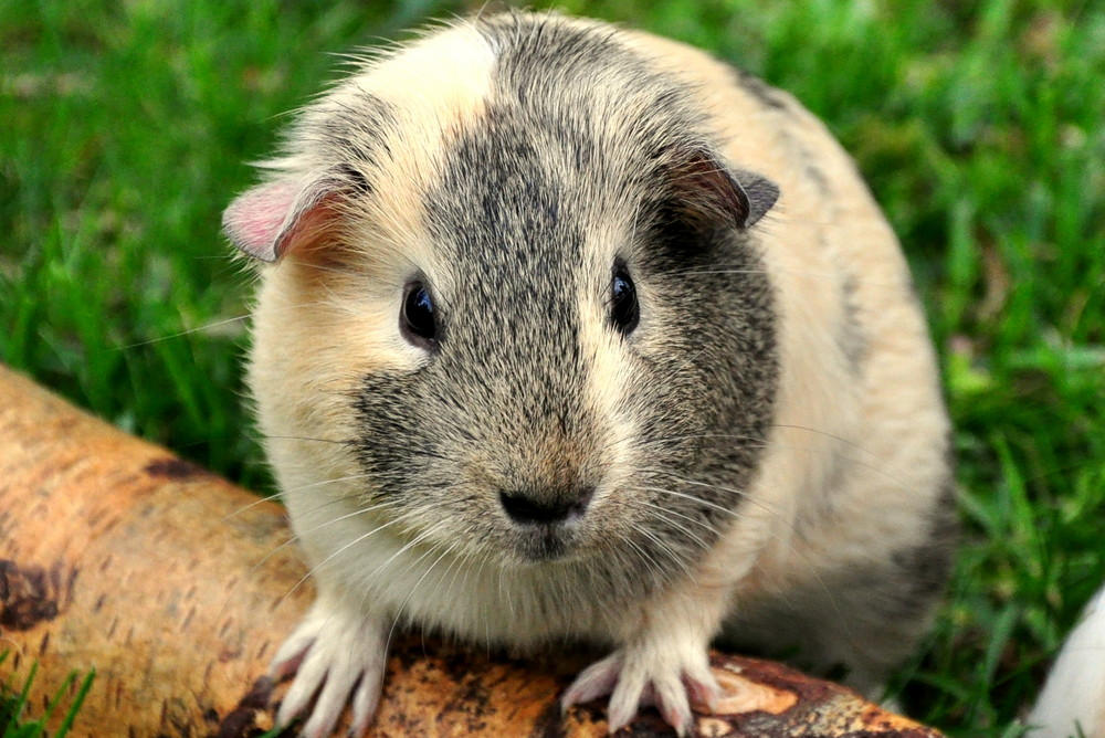 Meerschweinchen Portrait Foto & Bild tiere, haustiere, natur Bilder auf