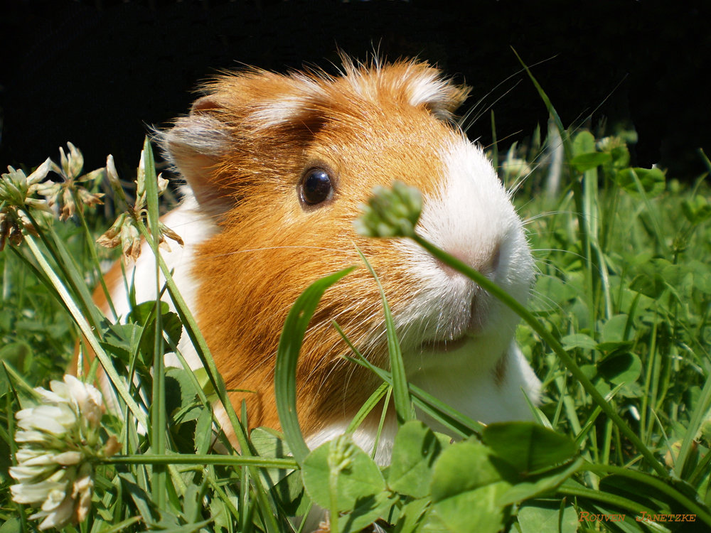 Meerschweinchen Shelly