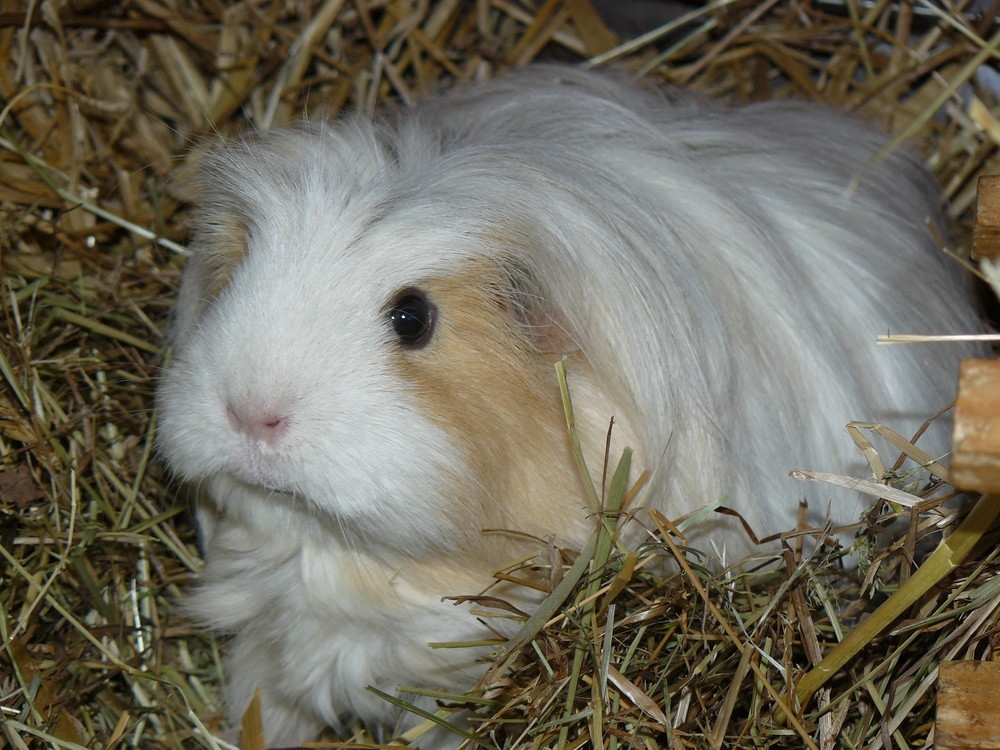 Meerschweinchen Sunny