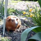 Meerschweinchen zum knuddeln