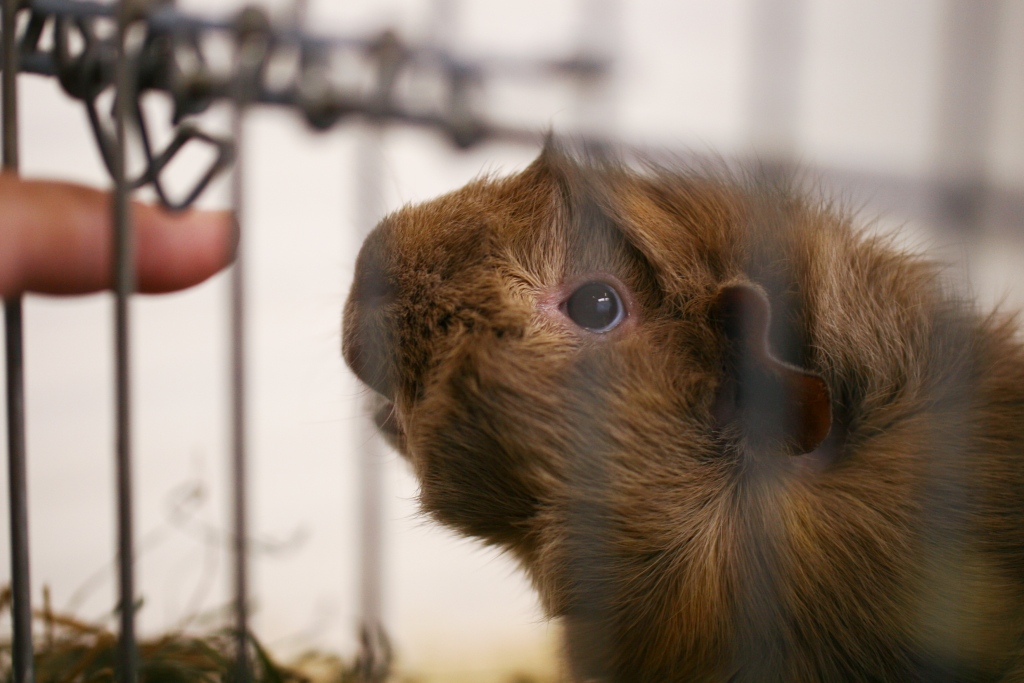 Meerschweinchenausstellung